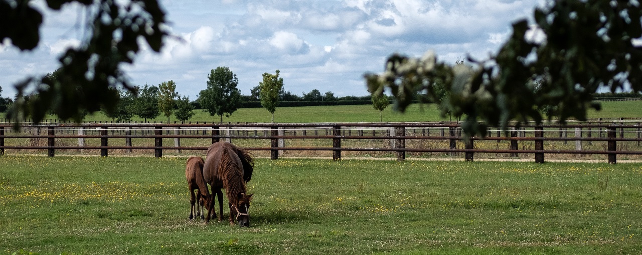 haras trotteur