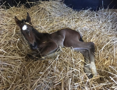 Zoom sur…. naissance d’une femelle : TERRE ROUGE et READY CASH